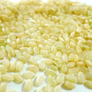 蓬萊胚芽米(免浸泡)-養身米-大月家 BIGMOON